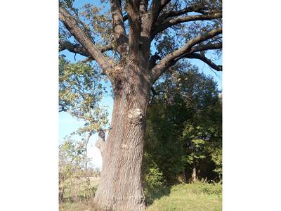 Dąb nad Średzianką