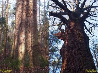 Dąb szypułkowy Bartek