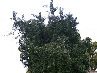 Miłorząb japoński