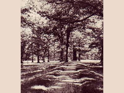 Park pałacowy aleja dębowa