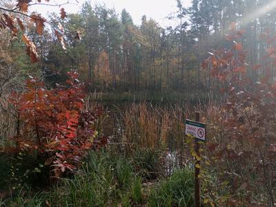 Staw leśny koło Odyńca